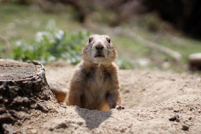 Um exemplar de marmota