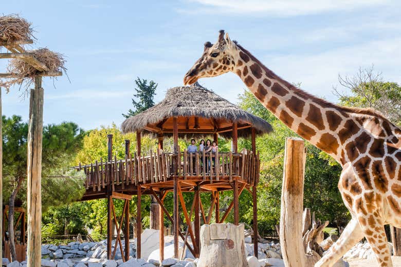 Girafa no zoológico de Madrid