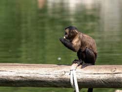 Um dos macaquinhos do Faunia sentado em um tronco