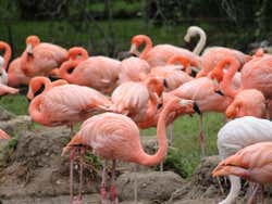 Vários flamingos no Zoológico de Madrid