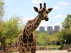 Girafa olhando para a câmera no Zoológico de Madrid