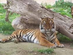 Tigre olhando para a câmera no Faunia