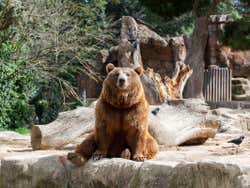 Urso panda gigante sentando no Zoológico de Madrid
