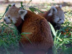 Pandas vermelhos entre a vegetação
