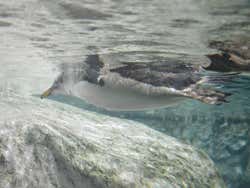 Pinguim nadando no Zoológico de Madrid