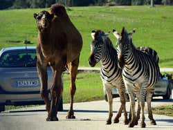 Um camelo e zebras passeando pelo Safari Madrid