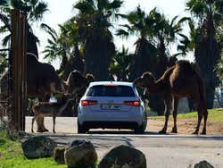 Camelos em ambos lados de um carro no Safari Madrid