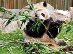 Urso Panda no Zoo Aquarium de Madrid